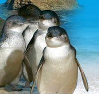 Phillip Island Penguin Parade - Tourism Adelaide