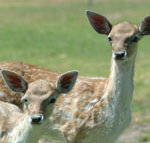 Marapana Wildlife Park - Tourism Adelaide