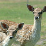 Marapana Wildlife Park - Tourism Adelaide 0