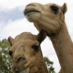 Marapana Wildlife Park - Tourism Adelaide 3