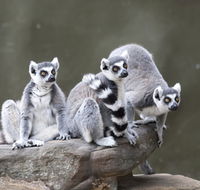 Adelaide Zoo - Tourism Adelaide