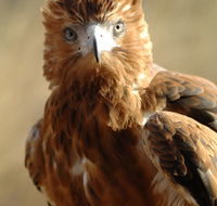Alice Springs Desert Park - Tourism Adelaide