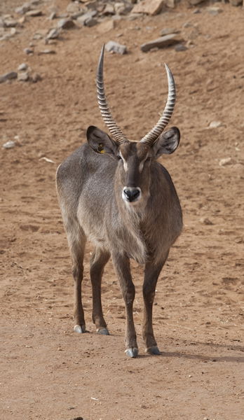 Monarto Zoo - Tourism Adelaide 1
