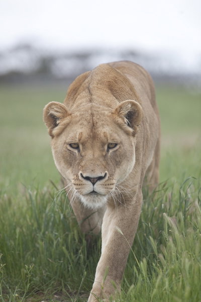 Monarto Zoo - Tourism Adelaide 2