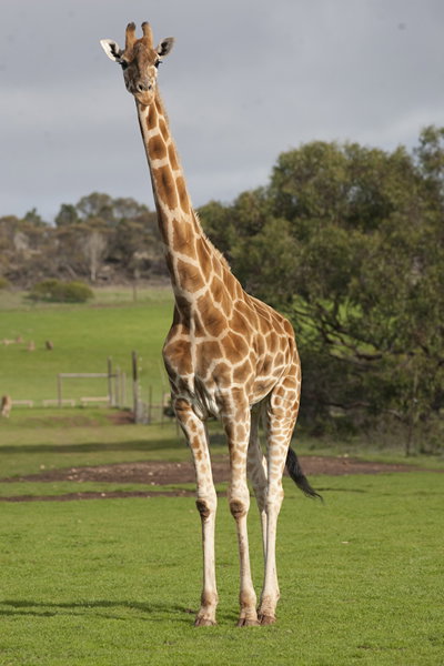 Monarto Zoo - Tourism Adelaide 3