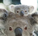 Billabong Koala and Wildlife Park - Tourism Adelaide