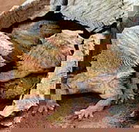 Alice Springs Reptile Centre - Tourism Adelaide