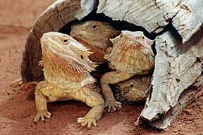 Alice Springs Reptile Centre - Tourism Adelaide 0