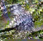 Koala Conservation Centre - Tourism Adelaide