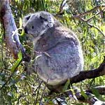 Koala Conservation Centre - Tourism Adelaide 0