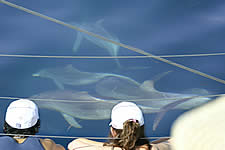 Temptation Sailing - Tourism Adelaide 2