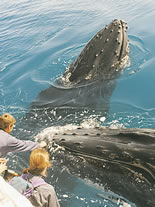 Storeyline Tours - Tourism Adelaide 1
