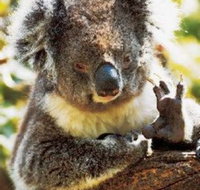 Gorge Wildlife Park - Tourism Adelaide