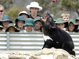 Book Launceston TAS Attractions Tourism Adelaide Tourism Adelaide