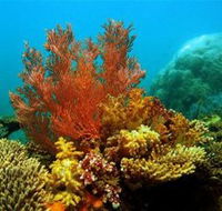 Three Islands Whale Shark Dive - Tourism Adelaide