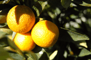 Kinloch Wines - Tourism Adelaide 1