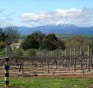 Buller View Wines - Tourism Adelaide