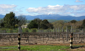 Buller View Wines - Tourism Adelaide 0
