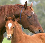 Blue Gum Farm - Tourism Adelaide