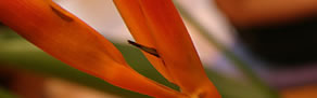 Darlinghurst NSW Tourism Adelaide