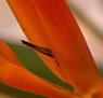 Zen Day Spa - Tourism Adelaide