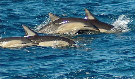 Dolphin Swim Australia - Tourism Adelaide 0