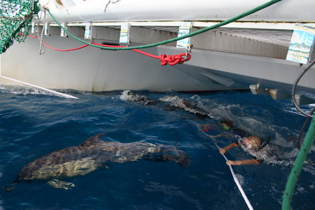 Dolphin Swim Australia - Tourism Adelaide 1