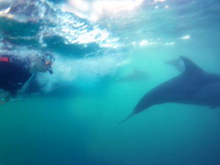 Dolphin Swim Australia - Tourism Adelaide 2