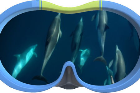 Dolphin Swim Australia - Tourism Adelaide 3