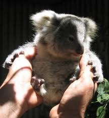 Koala Park Sanctuary - Tourism Adelaide 1
