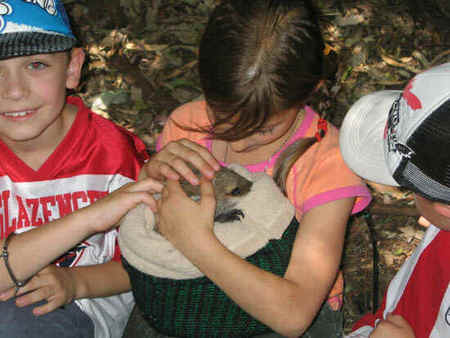 Koala Park Sanctuary - Tourism Adelaide 3