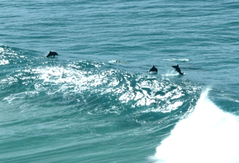 Beach Trekkers North Stradbroke Island - Tourism Adelaide 2