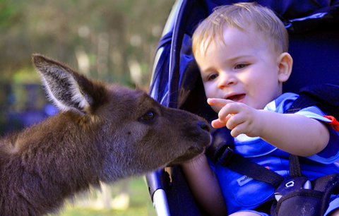 Australian Reptile Park - Tourism Adelaide 6