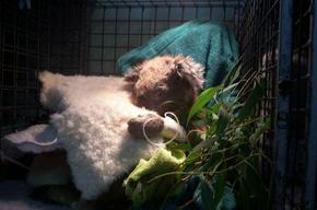 Jirrahlinga Koala & Wildlife Sanctuary - Tourism Adelaide 3