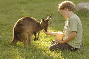 Cleland Wildlife Park - Tourism Adelaide 4