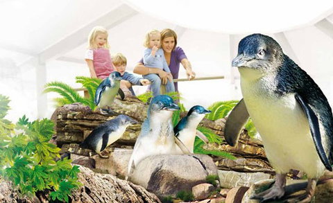 Manly SEA LIFE Sanctuary - Tourism Adelaide 1