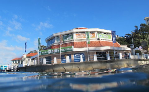 Manly SEA LIFE Sanctuary - Tourism Adelaide 2