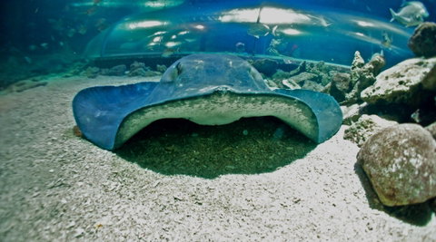 Manly SEA LIFE Sanctuary - Tourism Adelaide 3