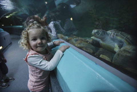 Manly SEA LIFE Sanctuary - Tourism Adelaide 4