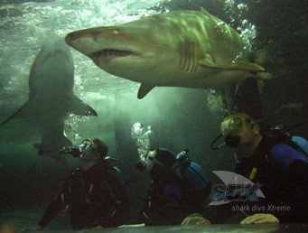 Manly SEA LIFE Sanctuary - Tourism Adelaide 5
