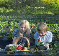 Blue Hills Berries  Cherries - Tourism Adelaide