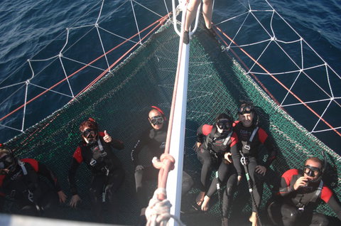 Dolphin Swim Australia - Tourism Adelaide 4