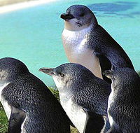 Rockingham Wild Encounters - Tourism Adelaide