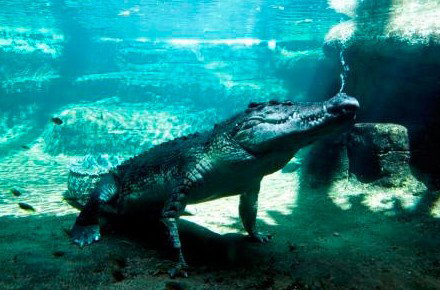 WILD LIFE Sydney Zoo - Tourism Adelaide 0