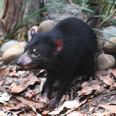 WILD LIFE Sydney Zoo - Tourism Adelaide 5