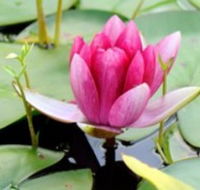The Lotus Day Spa and Retreat - Tourism Adelaide