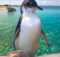 Penguin Island - Tourism Adelaide