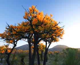 Cape Le Grand National Park - Tourism Adelaide 0