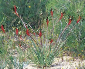 Kalbarri Wildflower Centre - Tourism Adelaide 0