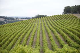 Henty WA Tourism Adelaide